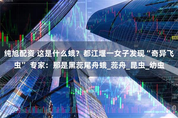 纯旭配资 这是什么蛾？都江堰一女子发现“奇异飞虫” 专家：那是黑蕊尾舟蛾_蕊舟_昆虫_幼虫